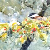 Chickadee in Dogwood