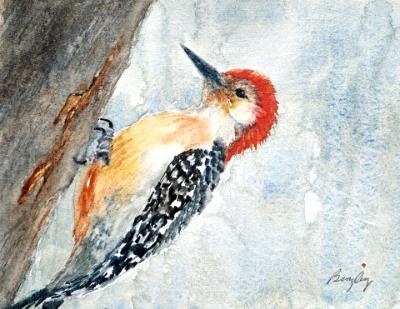 Red Bellied Woodpecker