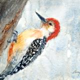 Red Bellied Woodpecker