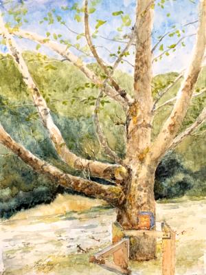 Sycamore on Katy Trail 4.26.25