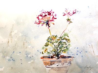 Diane's Geraniums
