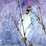 Bird on Branch 2024